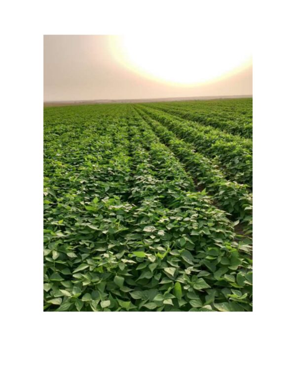 White Beans - Image 3