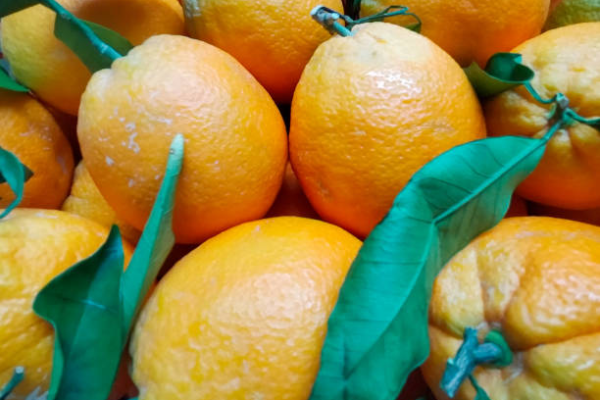 Orange Valencia - Image 2
