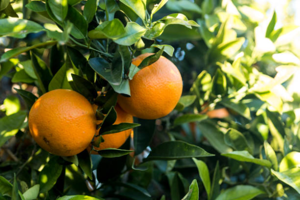 Orange Valencia - Image 3