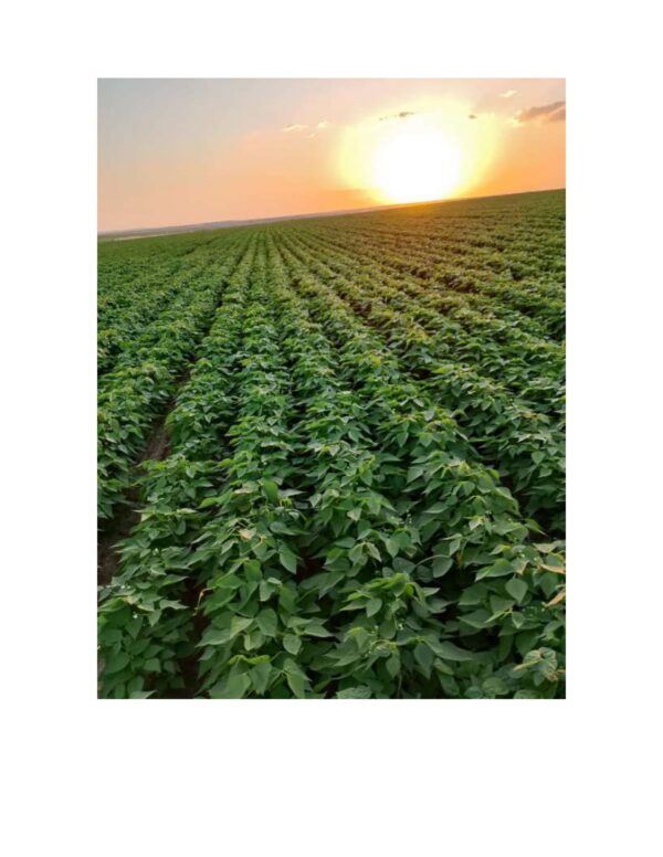 White Beans - Image 2